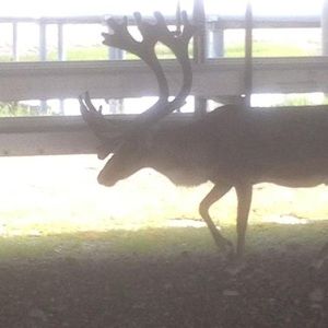 Meet your Posher, Bobby